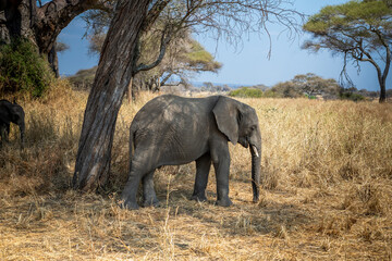 Beautiful elephants in the African savannah. National Park. Sunny day.