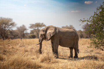 Beautiful elephants in the African savannah. National Park. Sunny day.