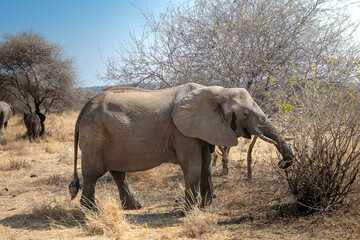 Beautiful elephants in the African savannah. National Park. Sunny day.