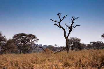 Beautiful African savannah. Large trees. Bushes. Sunny summer day.