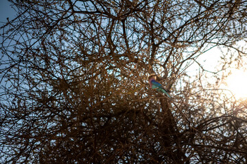 A beautiful African bird. Sunny summer day. Bird on safari.