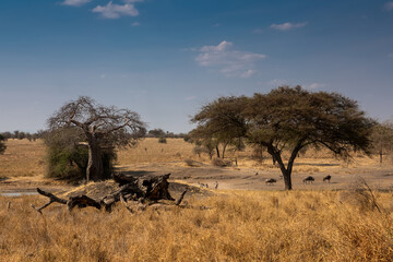 Beautiful African savannah. Large trees. Bushes. Sunny summer day.