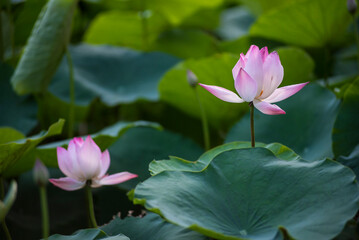 pink lotus flower