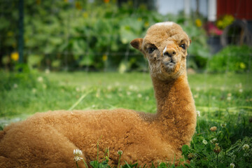 Brown Alpaca