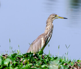 The Grace of Still Waters – The Pond Heron 
