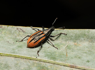 Diaprepes Root Weevil (Diaprepes abbreviatus) on a light green leaf. This introduced beetle is a major pest on citrus in Florida, and has also been introduced to California. 
