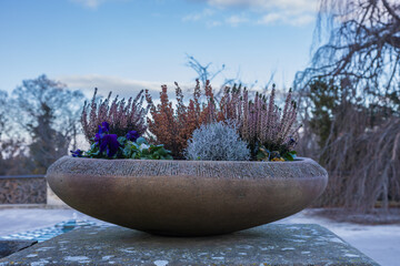 Autumn and Winter Planter Arrangement: Heather (Calluna vulgaris) and Silver Bush (Calocephalus) in a Large Stone Bowl