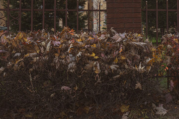 Abstract background. Autumn mood. Bright leaves on dark bushes. Sharp branches. Beauty of nature. Colors of autumn. Pattern of leaves. Fallen autumn foliage.