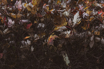 Abstract background. Autumn mood. Bright leaves on dark bushes. Sharp branches. Beauty of nature. Colors of autumn. Pattern of leaves. Fallen autumn foliage.