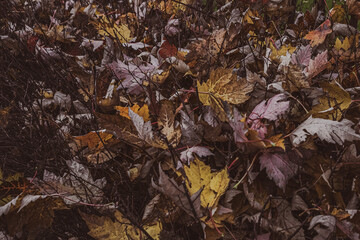 Abstract background. Autumn mood. Bright leaves on dark bushes. Sharp branches. Beauty of nature. Colors of autumn. Pattern of leaves. Fallen autumn foliage.