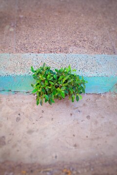 green plant on the ground