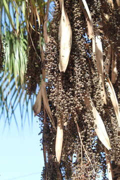 close up of a palm tree
