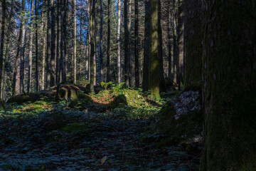 view into a forest covered with autumn leaves in soft evening light