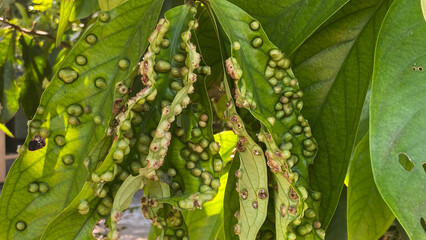 Infected water apple leaves exhibit multiple galls and blister formations on their surface,...