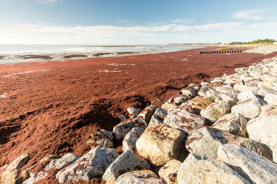 &Eacute;chouage massif d'algues rouges sur une plage dans une large baie. La Gu&eacute;rini&egrave;re, Noirmoutier