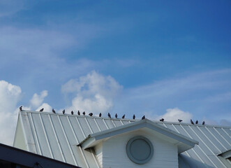 Birds on the roof of the house, pigeons perched on the white roof, and the blue sky background. 