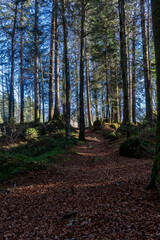 path in a forest covered with autumn leaves in soft evening light