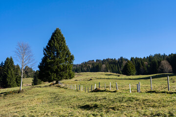 wooden fence leading to a conifer tree near Hittisau in Bregenzer Wald in Vorarlberg Austria towards blue sky