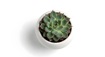 Aerial view of a succulent plant in a white pot sitting on a white surface with a shadow cast to side