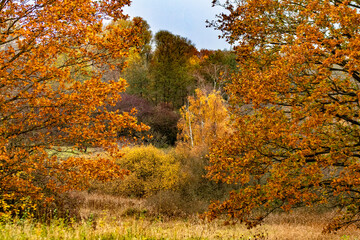 autumn in the forest