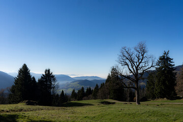 silhouette of trees in an alpine meadow in Hittisau in Bregenzer Wald in Vorarlberg Austria in autumn 