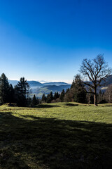 silhouette of trees in an alpine meadow in Hittisau in Bregenzer Wald in Vorarlberg Austria in autumn 