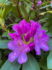 Rhododendron Bl&uuml;te in rosa pinkt mit unscharfem Hintergrund