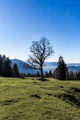 silhouette of a tree in an alpine meadow in Hittisau in Bregenzer Wald in Vorarlberg Austria in autumn 