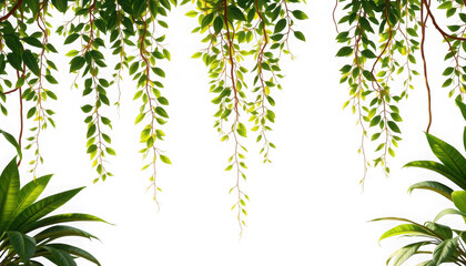Lush Green Vines and Foliage Frame a Bright White Space.