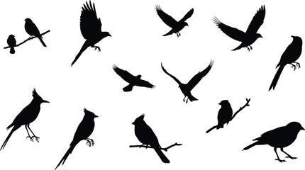 Bird silhouette icons, perched birds, flying birds, black vector, feather shapes, wing spread, crest birds, nature symbols, wildlife, graphic set
