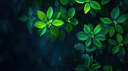 Green and yellow leaves with a dark background, possibly a forest or garden setting.