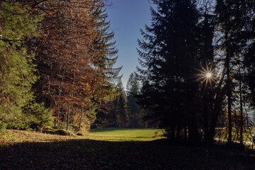 clearing in evening light in autumn / fall with blue sky in the Lecknertal near Hittisau in Bregenzer Wald in Vorarlberg Austria