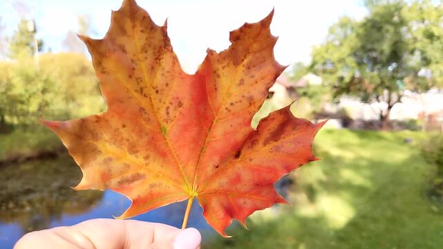 Close up a hand holds a maple leaf against a park and water gentle wind moves the leaf soft bokeh and warm tones useful for seasonal ads reels and b roll