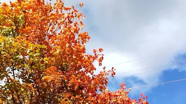 Orange maple foliage against blue sky and clouds wind sways the leaves calm autumn scene with power lines useful for seasonal videos titles and b roll