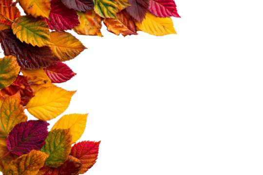 Autumn leaf border with vibrant colors and copy space for seasonal designs isolated on transparent background