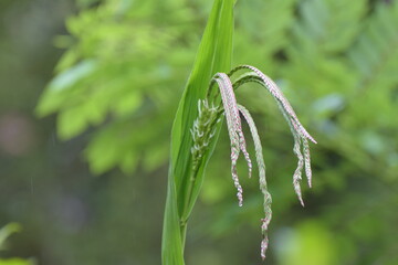 frost on the branches