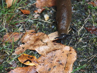 molusco terrestre sin concha, repta para desplazarse, a su paso deja abundante babosa, color gris, cuatro antenas, Galicia, Espa&ntilde;a, Europa  