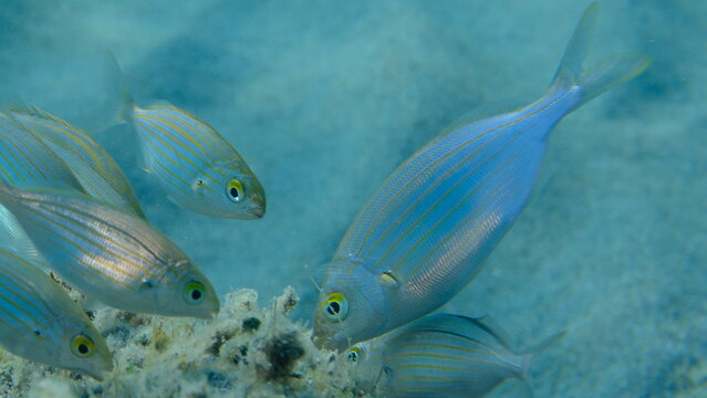 Salema porgy or dreamfish (Sarpa salpa) undersea,  Ligurian Sea, Italy, Imperia