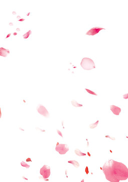 red rose petals