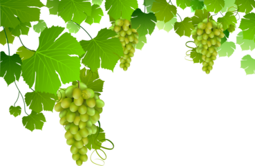 bunch of grapes