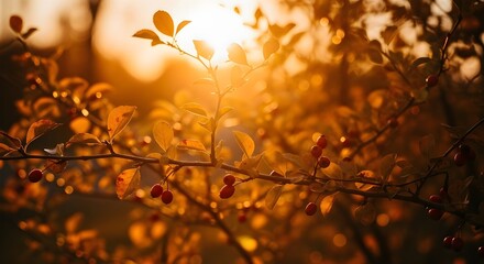 Golden hour sunlight filters through autumn leaves creating a warm soft and glowing bokeh effect in a natural outdoor setting