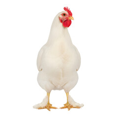 Full body studio portrait of a white hen standing tall against a pure black background its vibrant red comb and wattles are prominent its yellow legs are clearly visible showing its feathered texture
