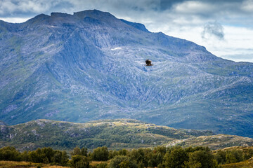 Flying eagle over the Trollfjord on the Lofotes islands, Norway