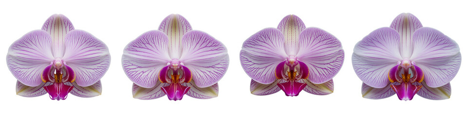 Fototapeta premium Four orchid flowers isolated on transparent background