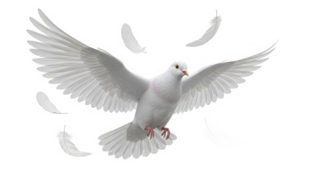 A majestic white dove with its wings spread wide in mid flight surrounded by falling feathers isolated on transparent background
