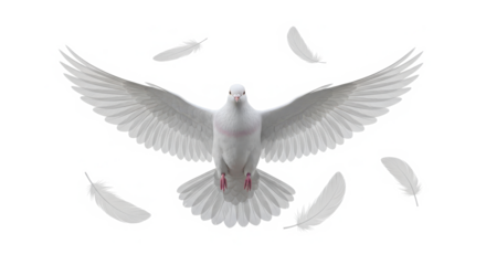 A majestic white dove with outstretched wings in flight surrounded by falling feathers isolated on transparent background