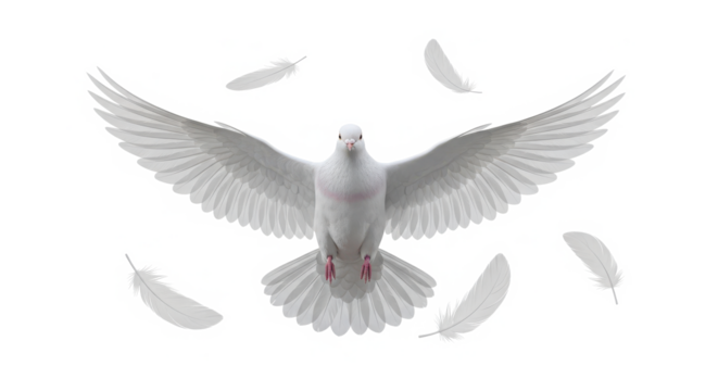 A majestic white dove with outstretched wings in flight surrounded by falling feathers isolated on transparent background