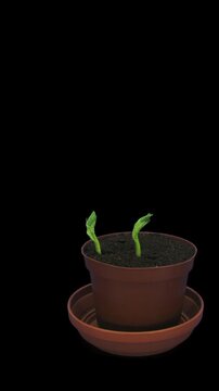 Time lapse of growing bean Karmazyn (Vicia faba) seeds in a pot isolated on black background, vertical orientation