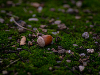 苔むす森の床に落ちたドングリ