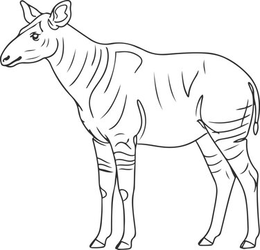 A line drawing of an okapi standing in profile with stripes on its body and legs on a white background